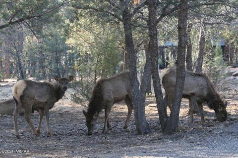 3810 N Anvil Rd, Pine, AZ 85544 photo 103