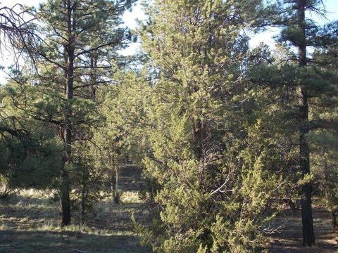 2945 Lodgepole Rd, Overgaard, AZ 85933 photo 1