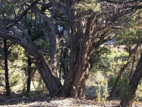 2945 Lodgepole Rd, Overgaard, AZ 85933 photo 2