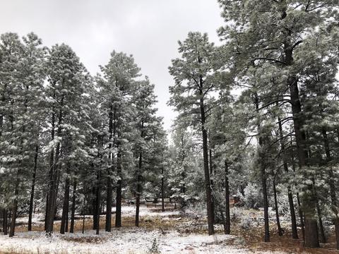 2209 Chevelon Rd, Overgaard, AZ 85933 photo 1