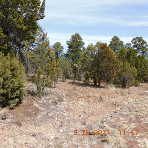 2862 Lodgepole Rd, Overgaard, AZ 85933 photo 1