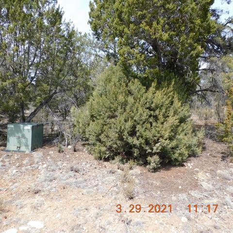 2862 Lodgepole Rd, Overgaard, AZ 85933 photo 2
