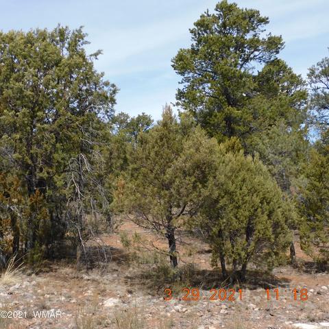 2862 Lodgepole Rd, Overgaard, AZ 85933 photo 3