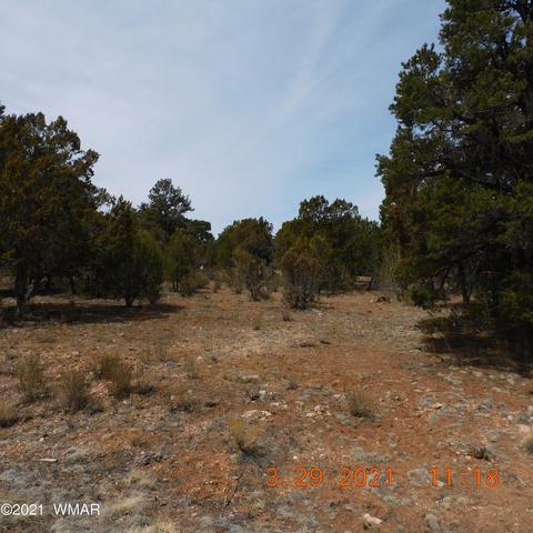 2862 Lodgepole Rd, Overgaard, AZ 85933 photo 4
