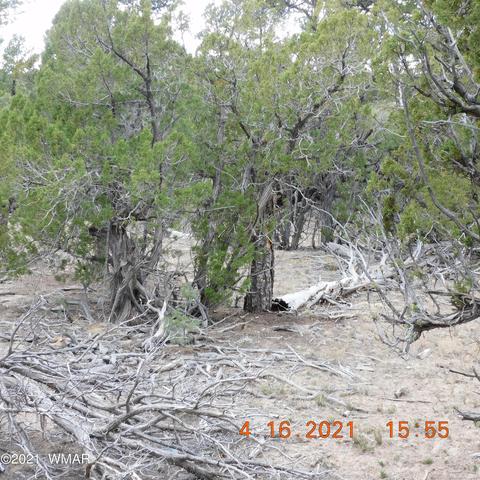3630 Bobcat Trl, Overgaard, AZ 85933 photo 3