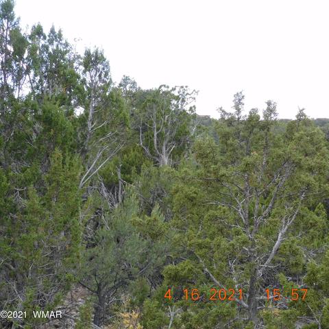 3630 Bobcat Trl, Overgaard, AZ 85933 photo 5