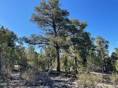 2939 Far View Ln, Overgaard, AZ 85928 photo 1