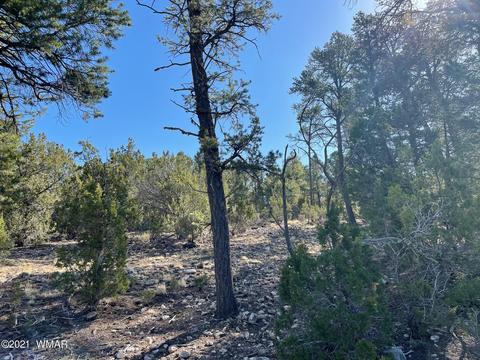 2939 Far View Ln, Overgaard, AZ 85928 photo 5