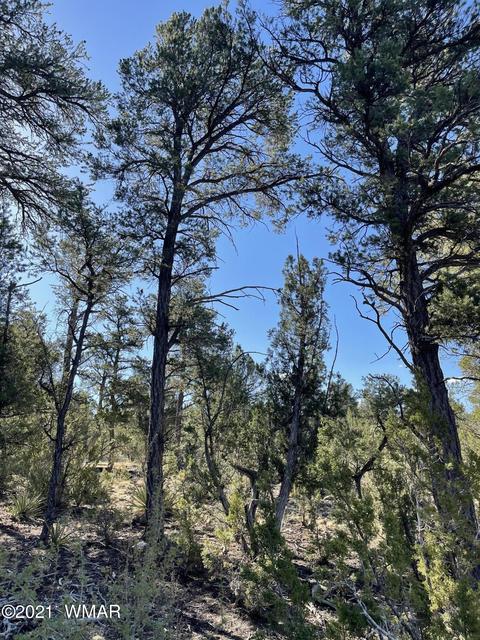 2939 Far View Ln, Overgaard, AZ 85928 photo 3