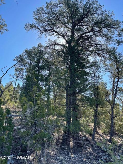 2939 Far View Ln, Overgaard, AZ 85928 photo 4