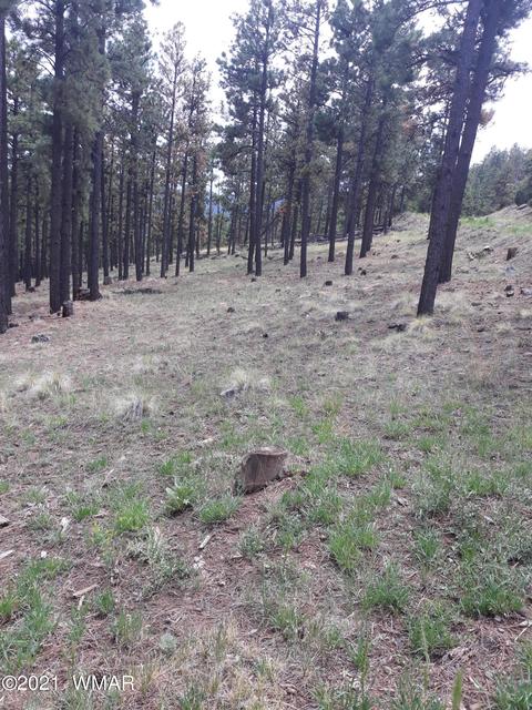 504 Apache County Road 1122, Greer, AZ 85927 photo 1