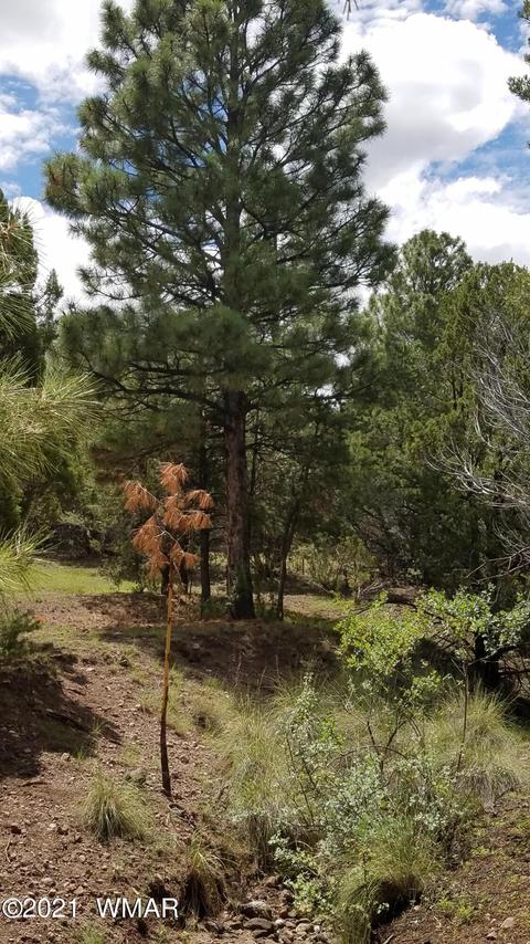 1381 W School Bus Rd, Eagar, AZ 85925 photo 10
