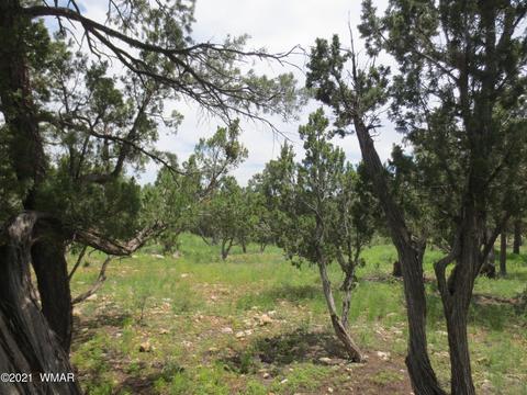 2971 Lodgepole Rd, Overgaard, AZ 85933 photo 5
