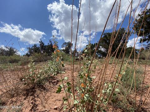4301 Colt Rd, Snowflake, AZ 85937 photo 5