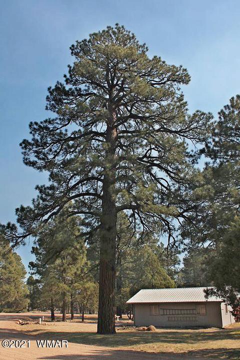 2043 Timber Trail Loop, Overgaard, AZ 85928 photo 23