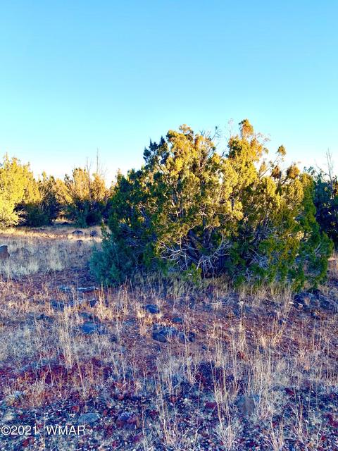8428 Apache Dr, Show Low, AZ 85901 photo 4