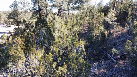 1905 Pine Dr, Overgaard, AZ 85933 photo 10