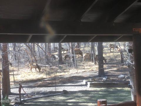 12 County Road 2070, Alpine, AZ 85920 photo 23