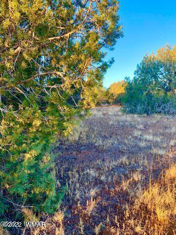 8435 Apache Dr, Show Low, AZ 85901 photo 3