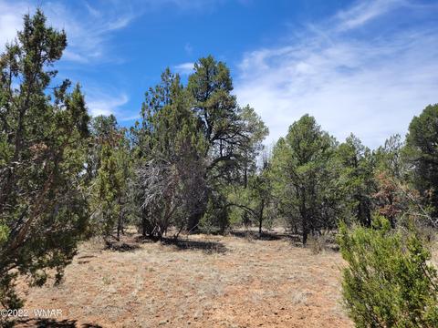 3242 Jeep Trl, Overgaard, AZ 85933 photo 6