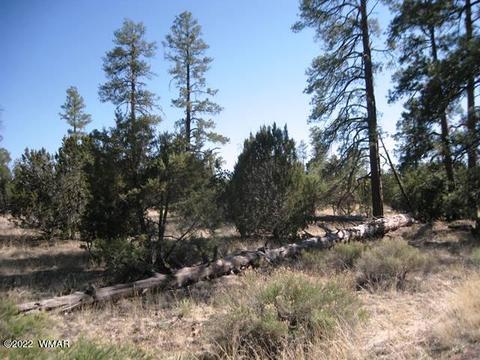 2930 State Route 260, Overgaard, AZ 85933 photo 3