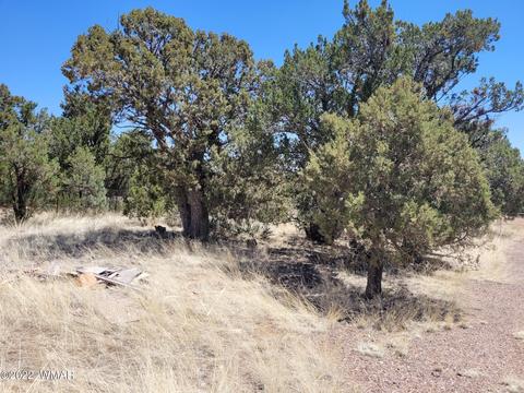 3750 Buckskin Rd, Overgaard, AZ 85933 photo 3