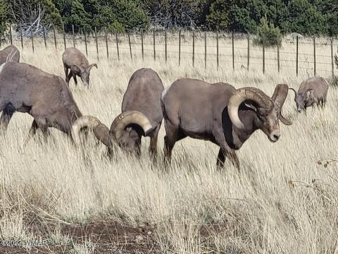 351 W School Bus Rd, Eagar, AZ 85925 photo 25
