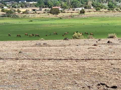351 W School Bus Rd, Eagar, AZ 85925 photo 26