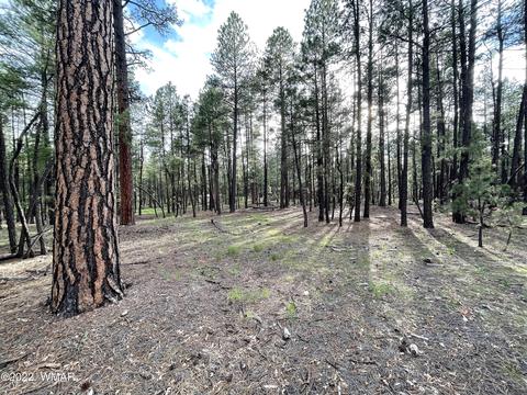 11 County Rd, Alpine, AZ 85920