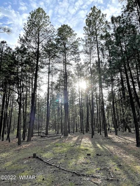 11 County Rd, Alpine, AZ 85920 photo 9
