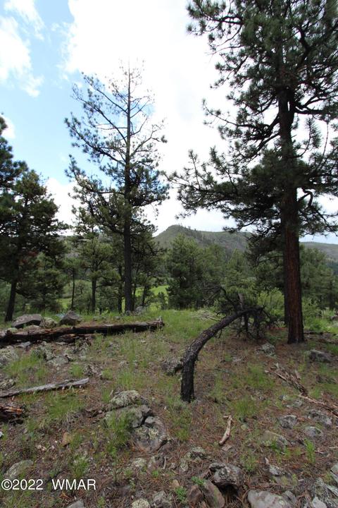 1 1013, Greer, AZ 85927 photo 17