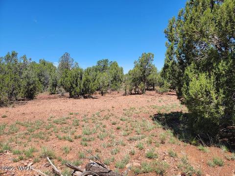 3518 Cedar Creek Dr, Overgaard, AZ 85933 photo 4