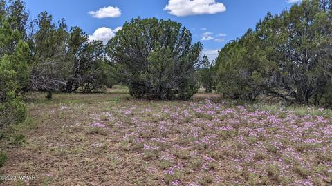 9246 Bald Eagle Rd, Show Low, AZ 85901 photo 1