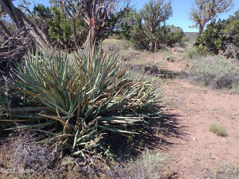 4056 Sorrel Rd, Snowflake, AZ 85937 photo 10