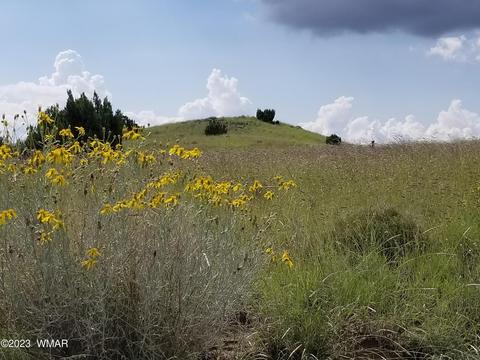lot130 Taylor Farms, Taylor, AZ 85939