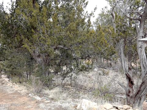 3157 Trails End, Overgaard, AZ 85933 photo 13