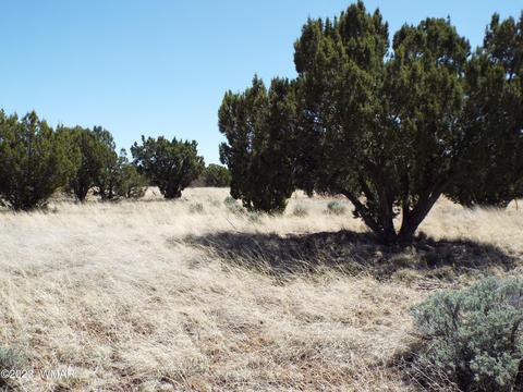 62 County Rd, Concho, AZ 85924 photo 4