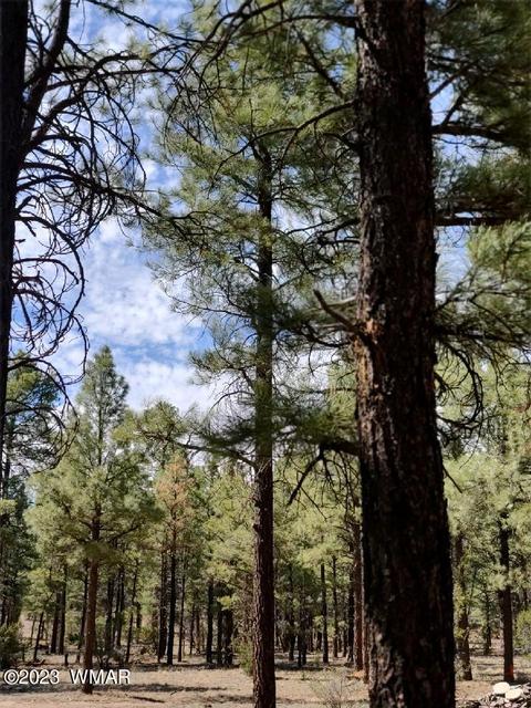 2876 Homestead Dr, Overgaard, AZ 85933