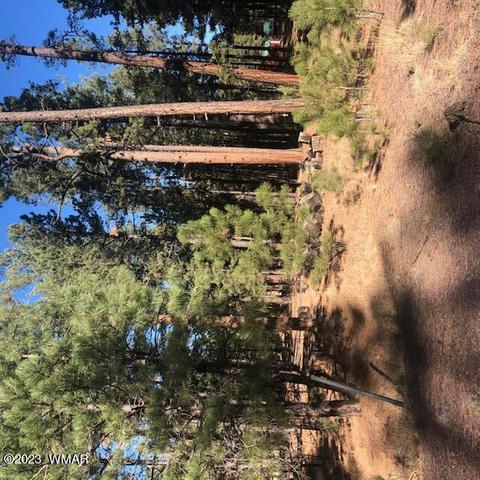 000 County Rd 2266, Alpine, AZ 85920