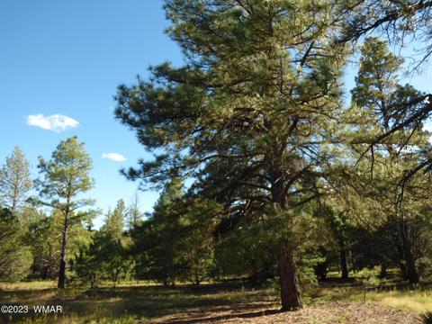 8 County Road N2158, Nutrioso, AZ 85932