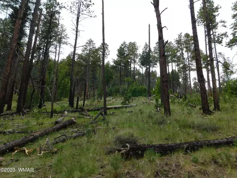 13 N2151, Alpine, AZ 85920 photo 3