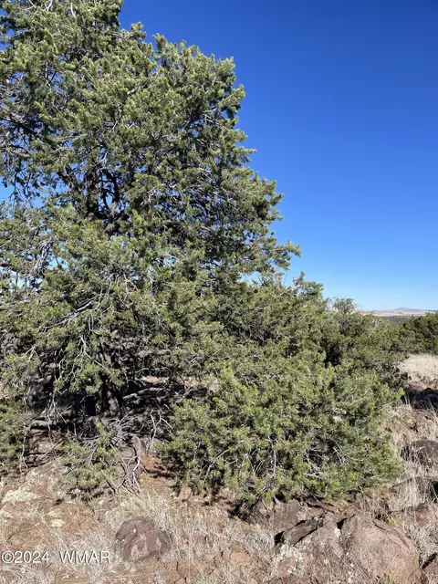 12 County Rd, Concho, AZ 85924 photo 11