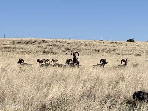 Other - 77 N 4019, Concho, AZ 85924 photo 11 of 12