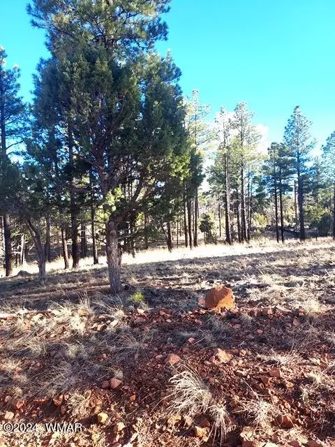 tbd Gilbert Ln, Overgaard, AZ 85933 photo 3