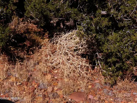 2 County Rd 5035, Concho, AZ 85924 photo 32