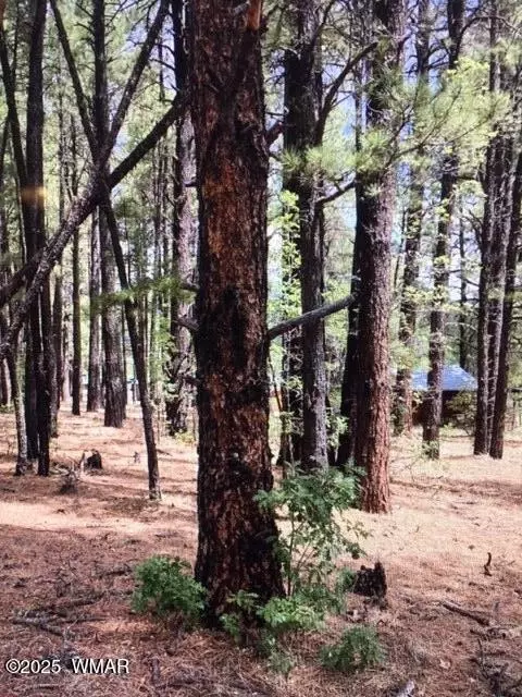 28 County Road 2079, Alpine, AZ 85920