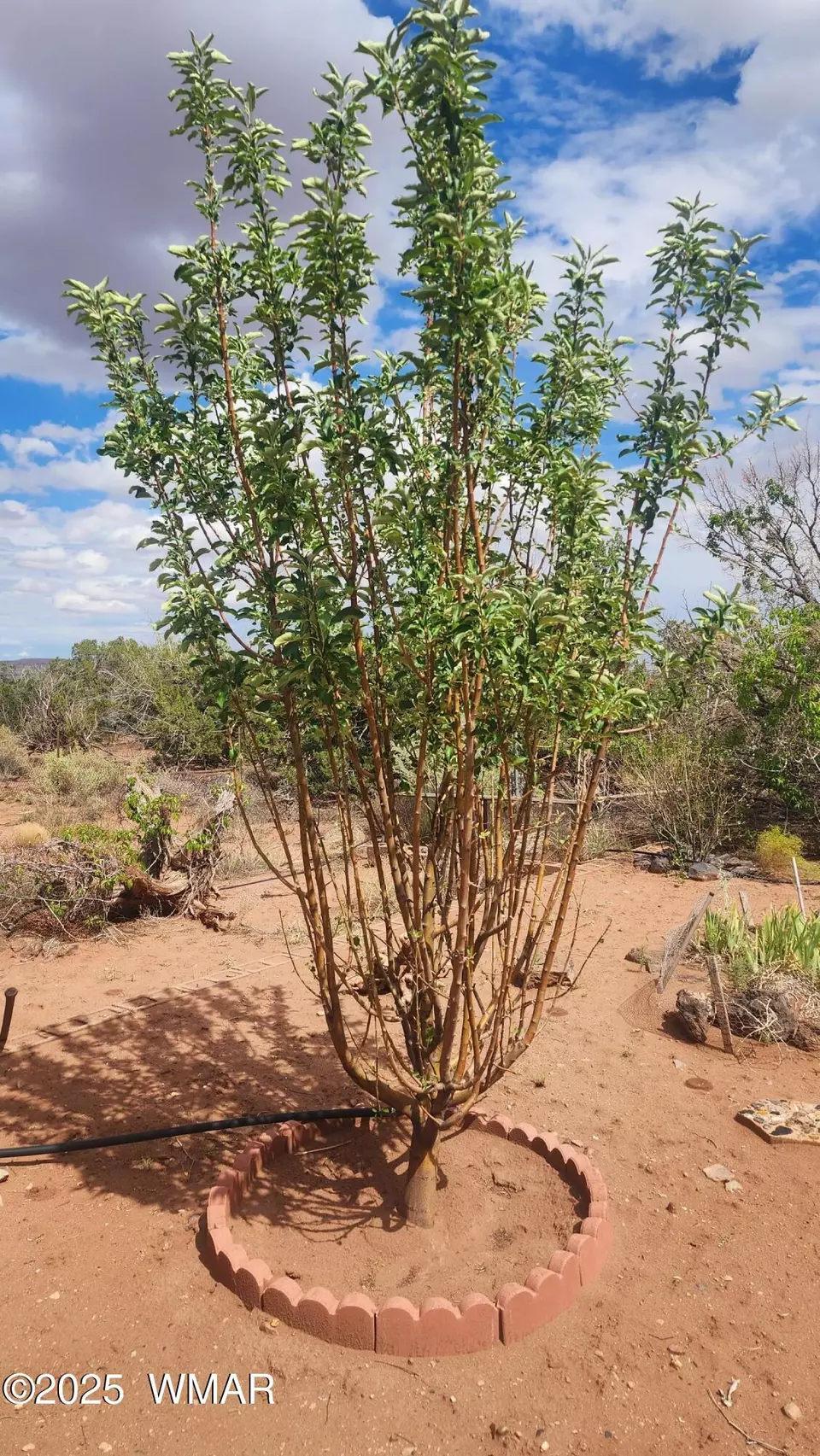  92 County Road N5417, Concho, AZ 85924 photo 37