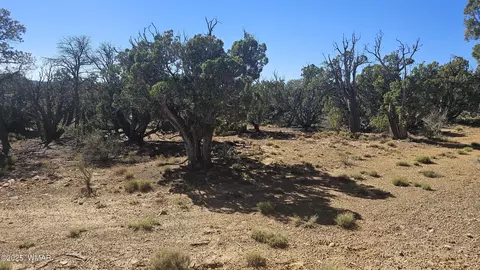 4 County Rd, Concho, AZ 85924 photo 20