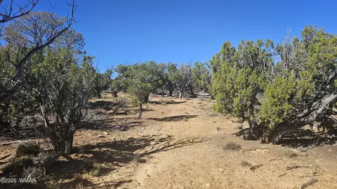 4 County Rd, Concho, AZ 85924 photo 24