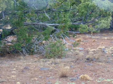 15 Mills, Concho, AZ 85924 photo 9
